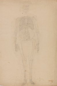 Study of the Human Figure, Anterior View, from A Comparative Anatomical Exposition of the Structure of the Human Body with that of a Tiger and a Common Fowl, c.1795-1806 by George Stubbs