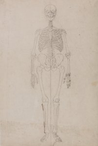 Study of the Human Figure, Anterior View, from A Comparative Anatomical Exposition of the Structure of the Human Body with that of a Tiger and a Common Fowl, c.1795-1806 by George Stubbs
