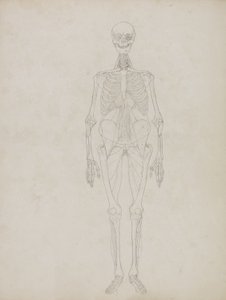 Study of the Human Figure, Anterior View, from 