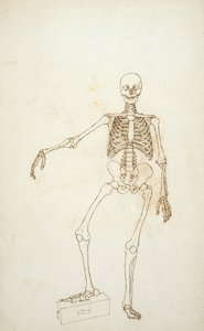 Study of the Human Figure, Anterior View by George Stubbs