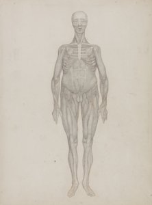 Study of the Human Figure, Anterior View, from 