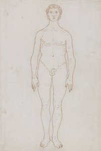 Study of the Human Figure, Anterior View, from 