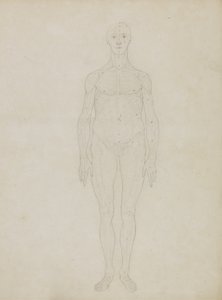 Study of the Human Figure, Anterior View, from 