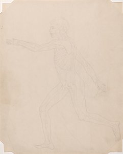 Study of the Human Figure, Lateral View, A Comparative Anatomical Exposition of the Structure of the Human Body with that of a Tiger and a Common Fowl, c.1795-1806 by George Stubbs