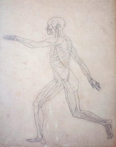 Study of the Human Figure, Lateral View, from A Comparative Anatomical Exposition of the Structure of the Human Body with that of a Tiger and a Common Fowl, c.1795-1806 by George Stubbs