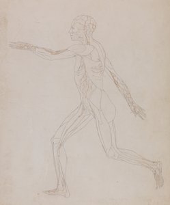 Study of the Human Figure, Lateral View, from A Comparative Anatomical Exposition of the Structure of the Human Body with that of a Tiger and a Common Fowl, c.1795-1806 by George Stubbs
