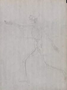 Study of the Human Figure, Lateral View, from A Comparative Anatomical Exposition of the Structure of the Human Body with that of a Tiger and a Common Fowl by George Stubbs
