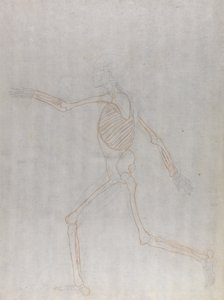 Study of the Human Figure, Lateral View, from A Comparative Anatomical Exposition of the Structure of the Human Body with that of a Tiger and a Common Fowl by George Stubbs
