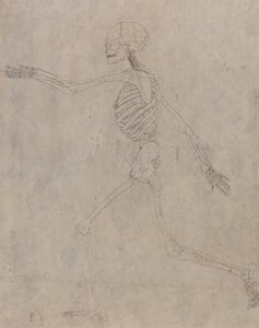 Study of the Human Figure, Lateral View, from A Comparative Anatomical Exposition of the Structure of the Human Body with that of a Tiger and a Common Fowl by George Stubbs
