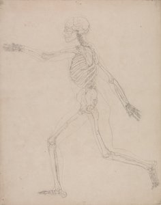 Study of the Human Figure, Lateral View, from A Comparative Anatomical Exposition of the Structure of the Human Body with that of a Tiger and a Common Fowl by George Stubbs