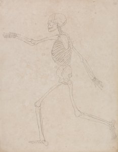 Study of the Human Figure, Lateral View, from A Comparative Anatomical Exposition of the Structure of the Human Body with that of a Tiger and a Common Fowl by George Stubbs