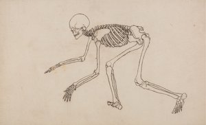 Study of the Human Figure, Lateral View, from A Comparative Anatomical Exposition of the Structure of the Human Body with that of a Tiger and a Common Fowl by George Stubbs
