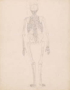 Study of the Human Figure, Posterior View, Diagram for Key to Table II, from A Comparative Anatomical Exposition of the Structure of the Human Body with that of a Tiger and a Common Fowl, c.1795-1806 by George Stubbs