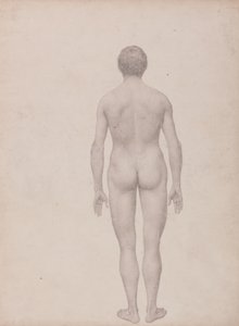 Study of the Human Figure, Posterior View, Undissected, Finished Study for Table VII, from A Comparative Anatomical Exposition of the Structure of the Human Body with that of a Tiger and a Common Fowl by George Stubbs