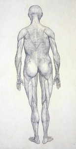 Study of the Human Figure, Posterior View, from A Comparative Anatomical Exposition of the Structure of the Human Body with that of a Tiger and a Common Fowl, c.1795-1806 by George Stubbs