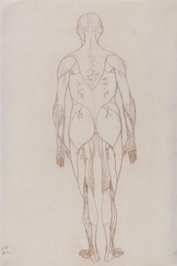 Study of the Human Figure, Posterior View, from A Comparative Anatomical Exposition of the Structure of the Human Body with that of a Tiger and a Common Fowl, c.1795-1806 by George Stubbs