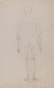 Study of the Human Figure, Posterior View, from A Comparative Anatomical Exposition of the Structure of the Human Body with that of a Tiger and a Common Fowl, c.1795-1806 by George Stubbs