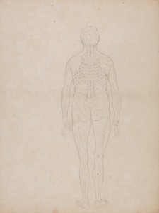 Study of the Human Figure, Posterior View, from A Comparative Anatomical Exposition of the Structure of the Human Body with that of a Tiger and a Common Fowl, c.1795-1806 by George Stubbs