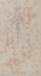 Study of the Human Figure, Posterior View, from A Comparative Anatomical Exposition of the Structure of the Human Body with that of a Tiger and a Common Fowl, c.1795-1806 by George Stubbs