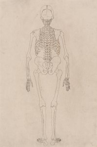 Study of the Human Figure, Posterior View, from A Comparative Anatomical Exposition of the Structure of the Human Body with that of a Tiger and a Common Fowl, c.1795-1806 by George Stubbs