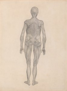 Study of the Human Figure, Posterior View, with skin and underlying fascial tissues removed, from A Comparative Anatomical Exposition of the Structure of the Human Body with that of a Tiger and a Common Fowl by George Stubbs