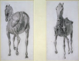 The Study of Muscles: Frontal and Rear Views, from the 13th Anatomical Table, from the Anatomy of the Horse, 1766 by George Stubbs