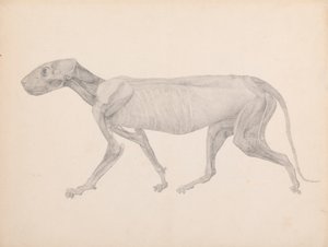 Tiger Body, Lateral View by George Stubbs