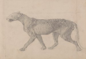 Tiger Body, Lateral View (First of nine drawings of another specimen of tiger) by George Stubbs