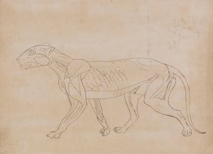 Tiger Body, Lateral View by George Stubbs