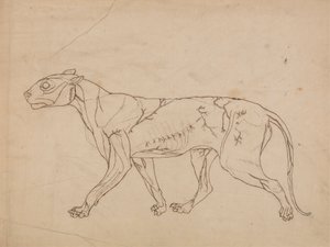 Tiger Body, Lateral View by George Stubbs