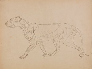 Tiger Body, Lateral View by George Stubbs