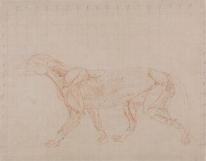 Tiger Body, Lateral View by George Stubbs