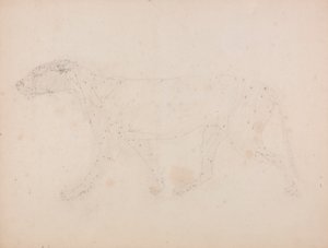 Tiger Body, Lateral View by George Stubbs