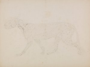 Tiger Body, Lateral View by George Stubbs