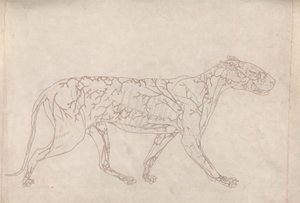Tiger, Lateral View (Outline Study of the Surface Blood Supply) by George Stubbs