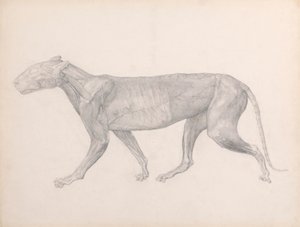 Tiger, Lateral View, with the Connective Tissue Overlying the Muscles Removed by George Stubbs