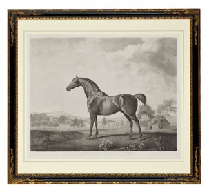 Sweetwilliam by George Townley Stubbs