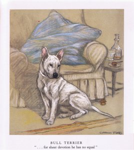 Bull Terrier