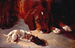 An Inquisitive Puppy