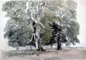 Study of Trees by George the Younger Barret