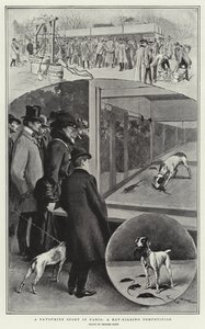 A Favourite Sport in Paris, A Rat-killing Competition by Georges Bertin Scott