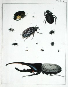 Various Beetles, Plate I from 