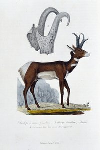 Natural History Board: Zoological board representing the Spanked Antelope; Furcifer Antelope, Smith. a. The horns in their entire development - in 
