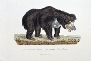 Natural History Plate: Zoological Plate depicting the Bear with Great Lips, Ursus labiatus, De Blainville - in 