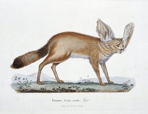 Natural History Plate: Zoological board representing the Fennec, Canis zerda - in 