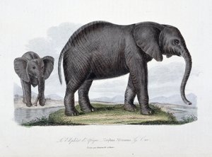 Natural History Plate: Zoological board representing the African elephant; Elephas Africanus - in 
