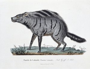 Natural History Plate: Zoological board representing the Protele de Lalande, Proteles Lalandii - in 