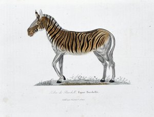 Natural History Plate: Zoological board representing the Zebra of Burchell, Equus Burchellii - in Complete Works of Buffon by naturalist Georges Louis Leclerc, Count of Buffon by Georges Louis Leclerc