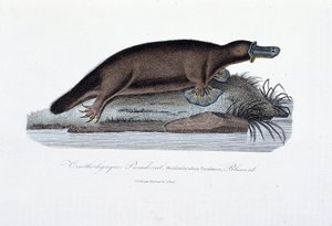 Natural History Plate: Zoological board representing the Ornithorhynchus Paradoxus (Ornithorhynchus Paradoxux), Blumenb - in 