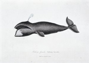 Natural History Plate: Zoological board representing the right whale, Balaena borealis - in Works of Buffon by naturalist Georges Louis Leclerc, Count of Buffon